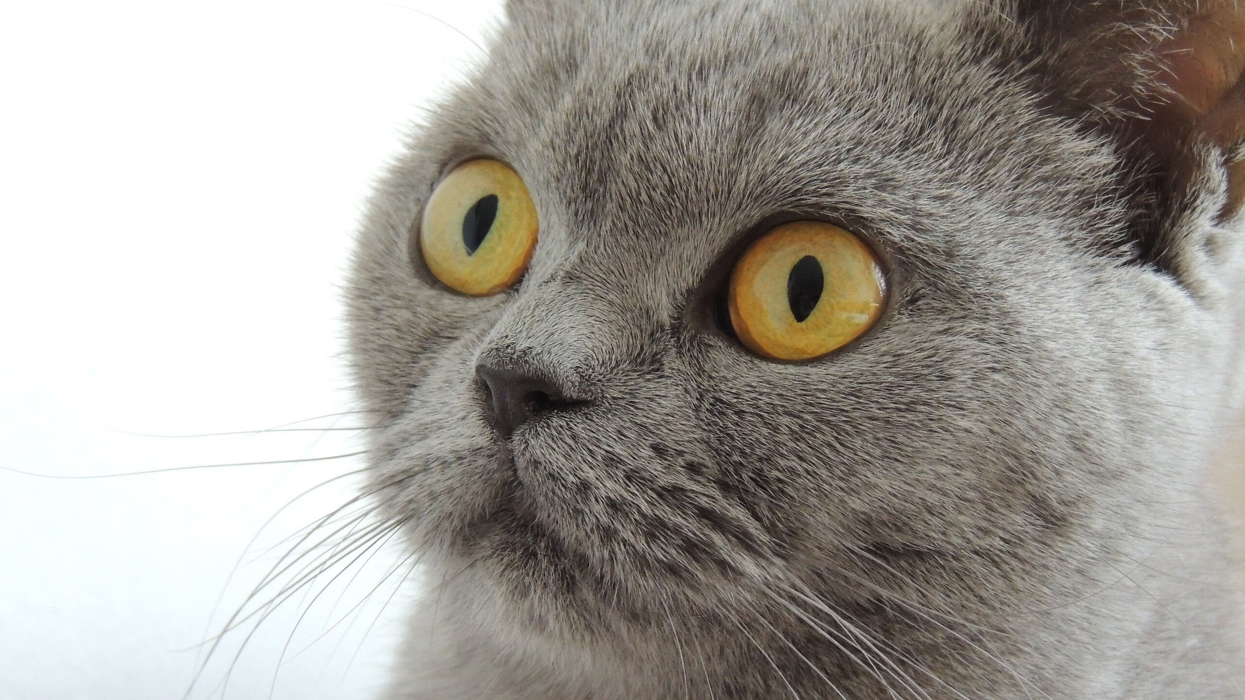 欧冠淘汰赛之夜，迪巴拉的全场统治秀