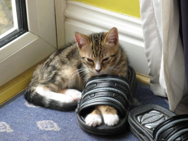 班凯罗轰下40分统治攻防,绿军铁锁阵绞杀灰熊