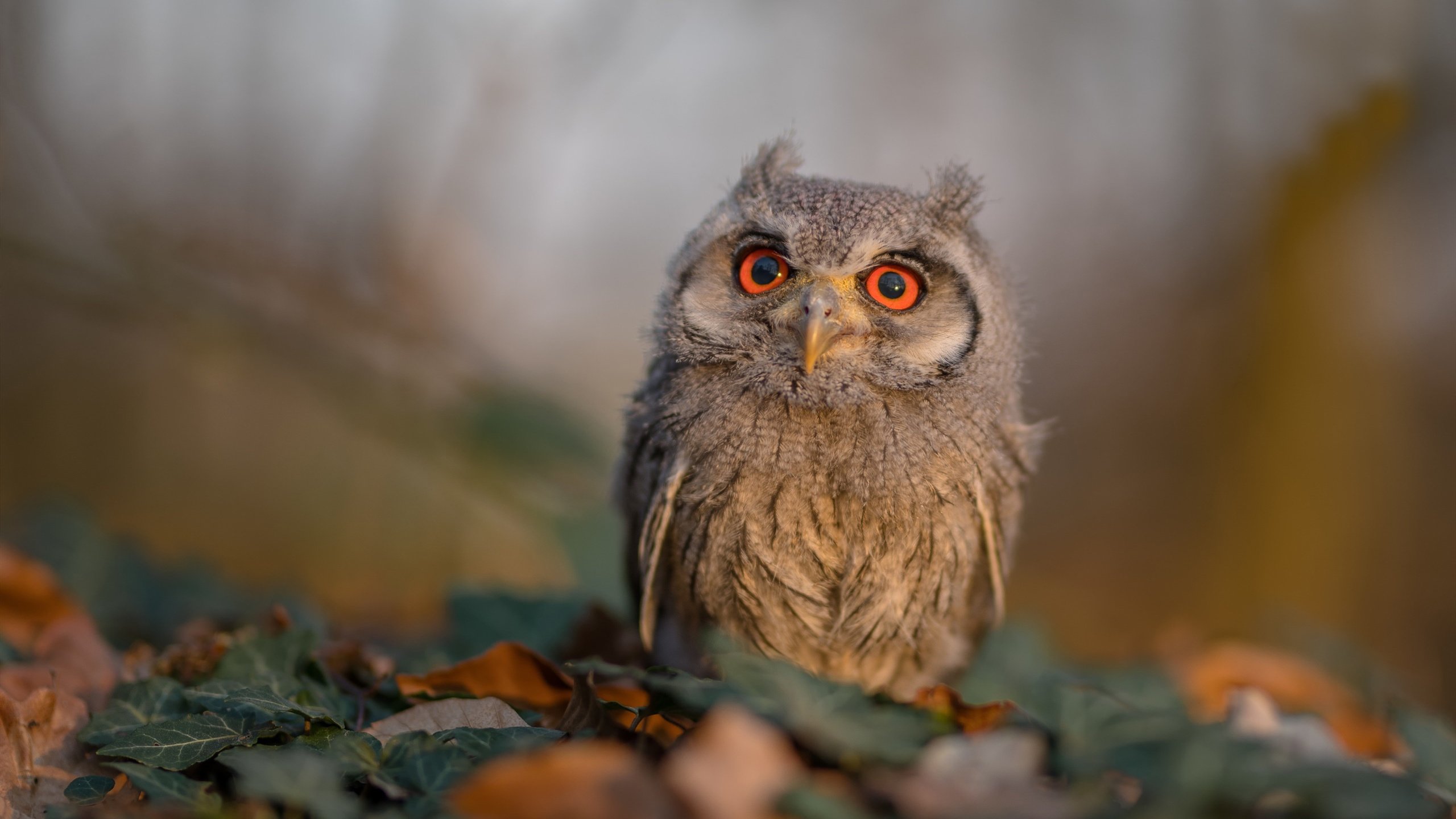 F1街道赛之夜，英格拉姆让比赛提前失去悬念的冷酷统治