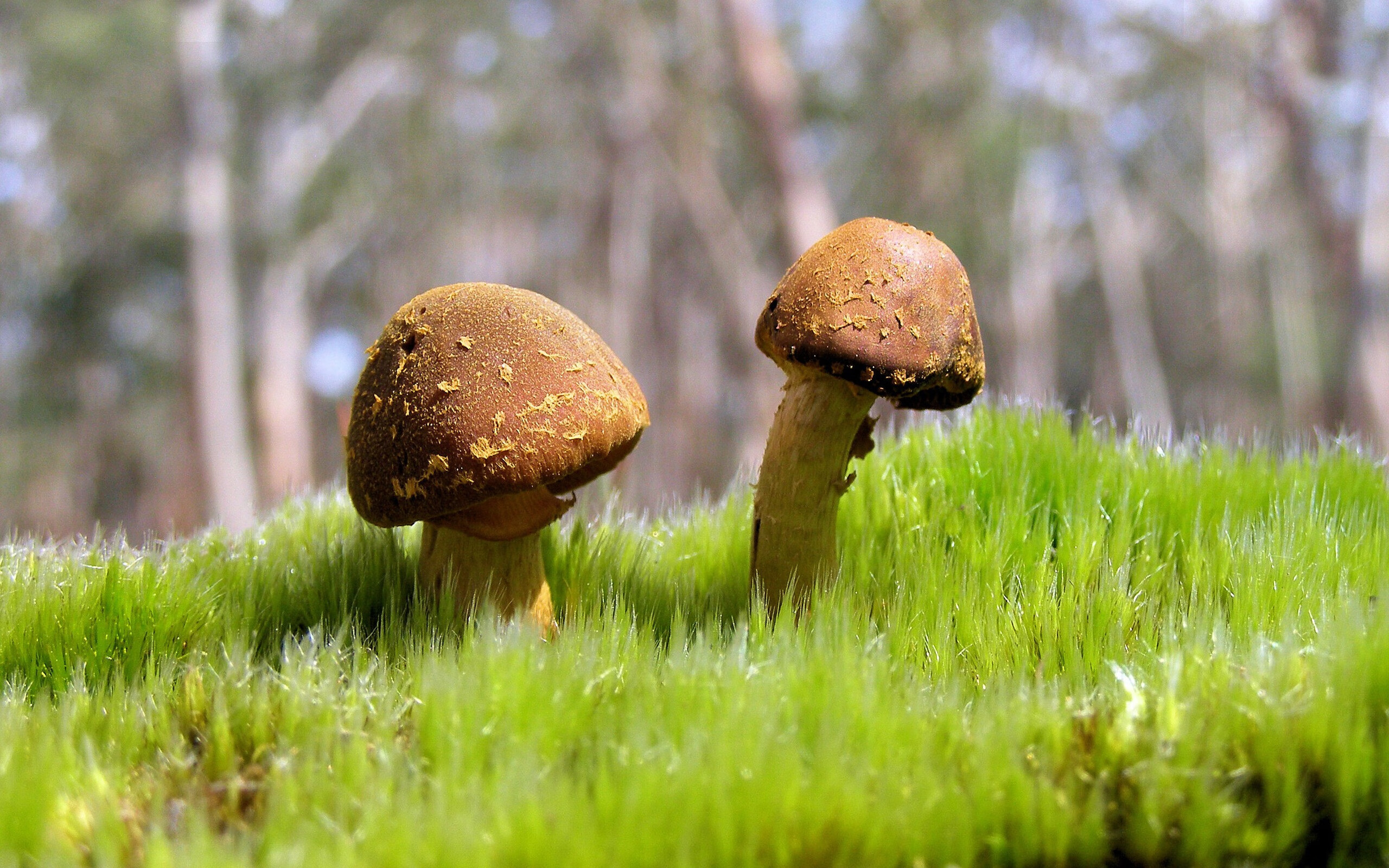 速度与激情的双重奏，F1新赛季揭幕战与中国篮球赛场上的焦点对决