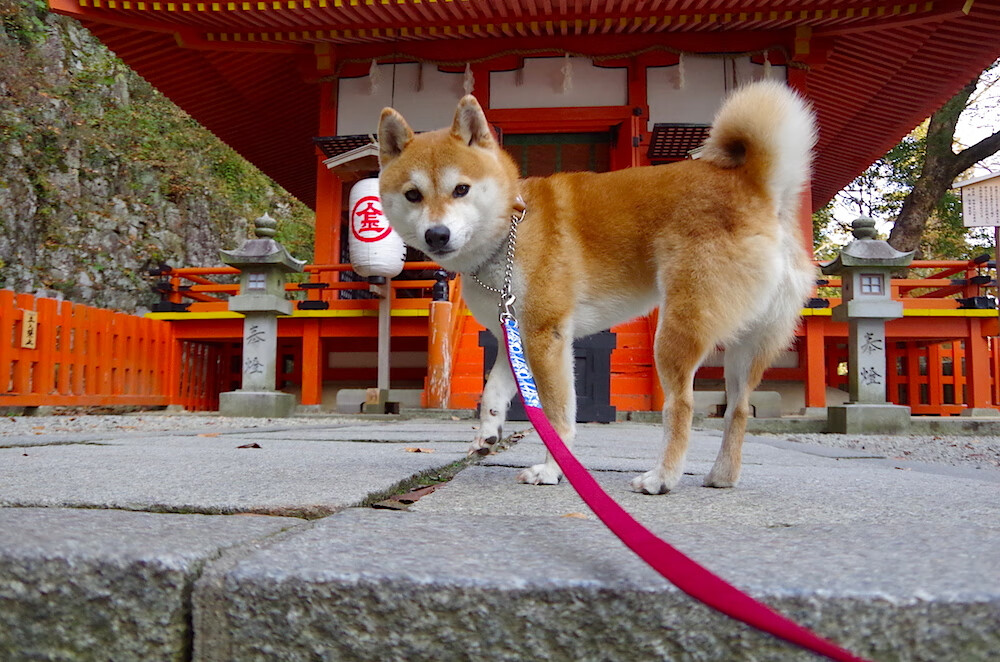 切特狂暴觉醒！独行侠双星在他面前黯然失色，马刺破茧晋级背后的未来杀器