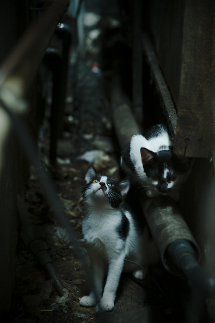 南美飓风撕裂爱琴海防线，努涅斯三分钟两球导演神话级逆转