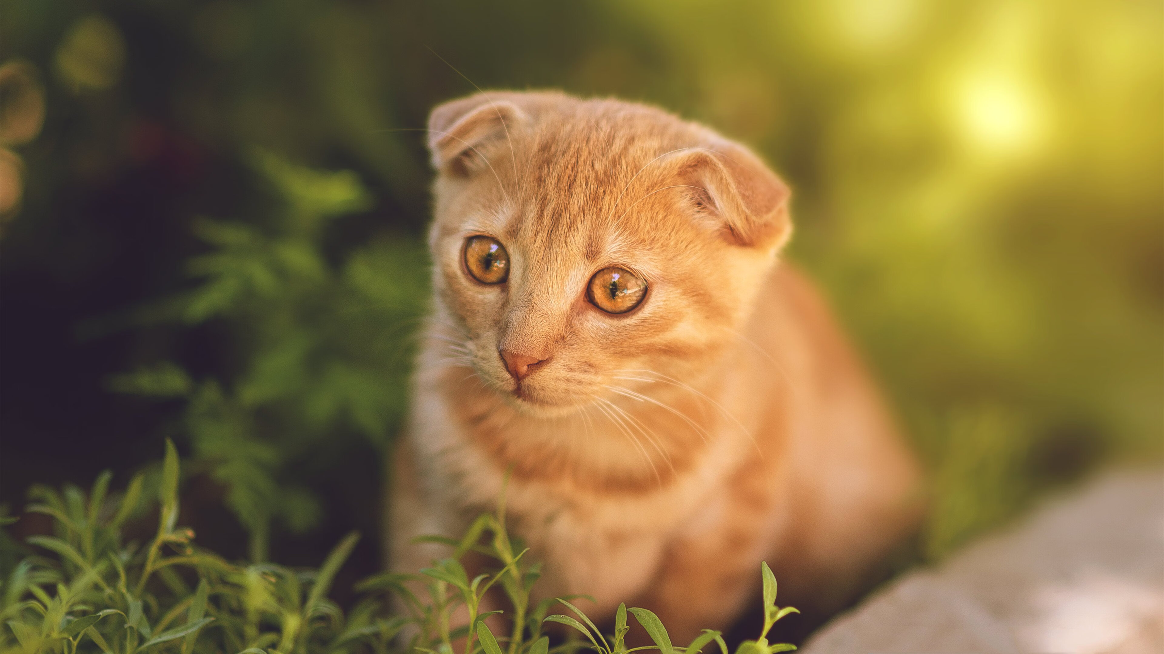 单节奇迹！帕尔默闪电风暴击碎法兰西铁骑，世界篮球版图震颤