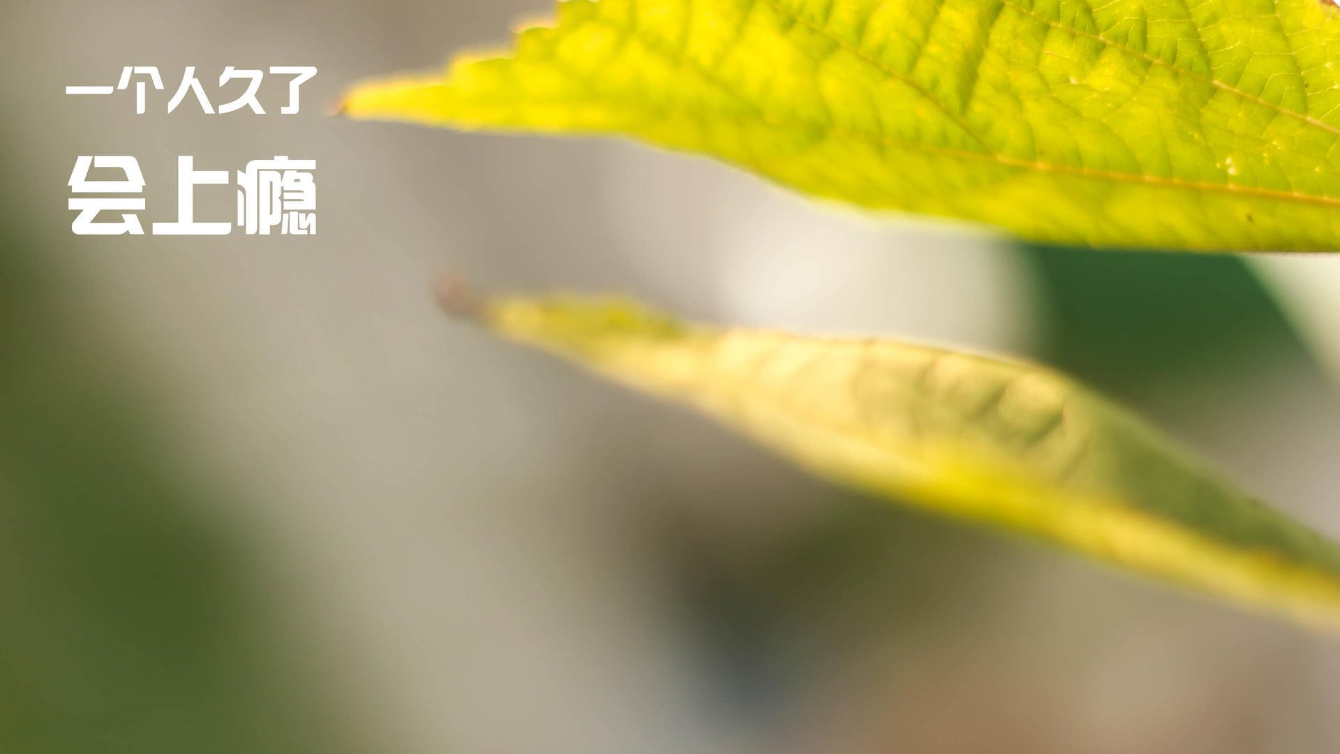 pg电子试玩网站-从鹈鹕的蜕变到布克的封神，新时代的NBA攻防革命