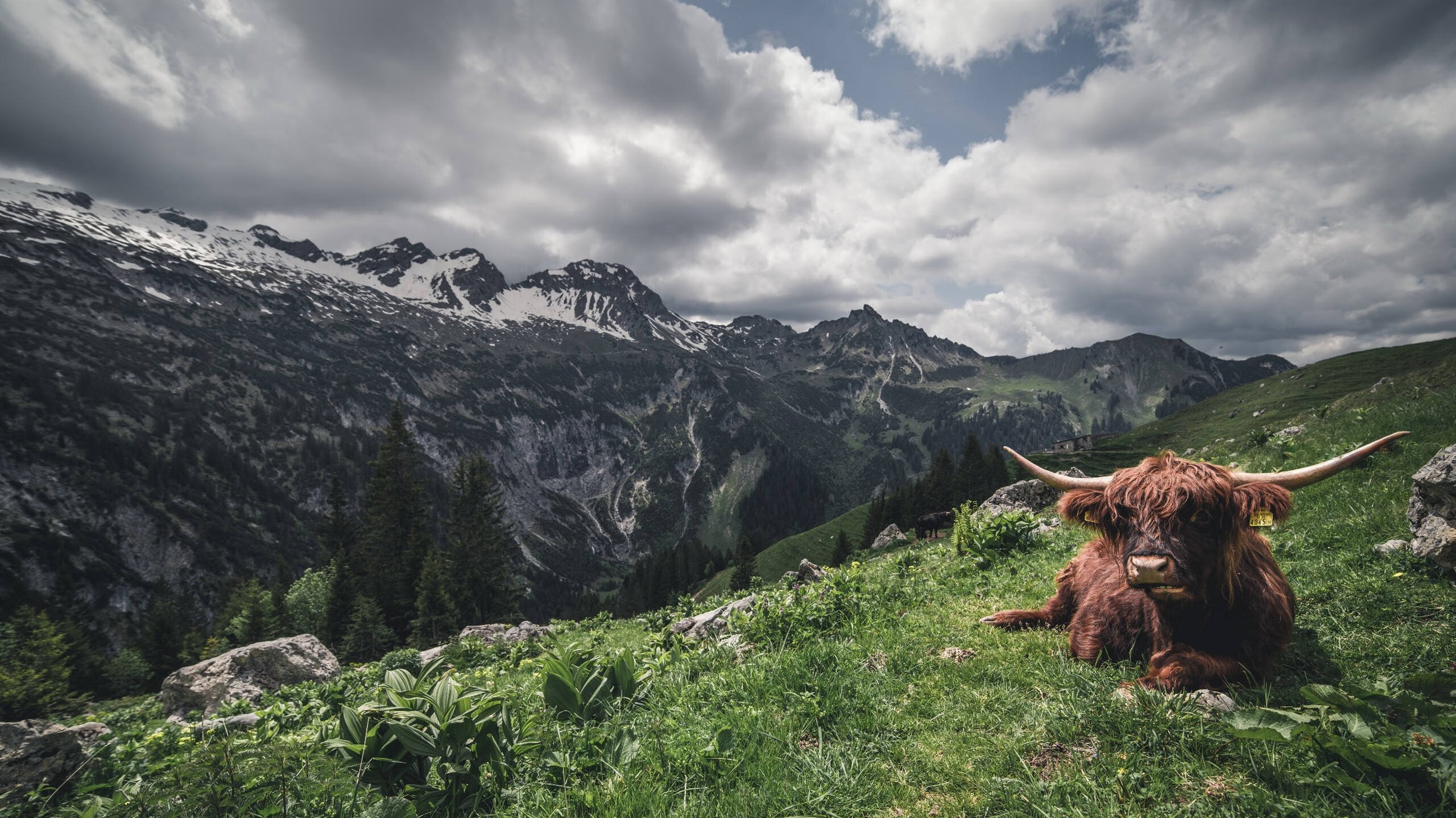冠军之夜，心跳骤停瞬间，蒂亚戈如何用21圈改写F1历史
