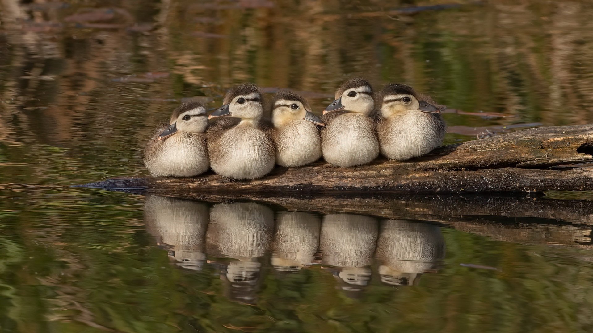 莫兰特闪耀年度焦点之战之夜,刷新纪录,铸就传奇