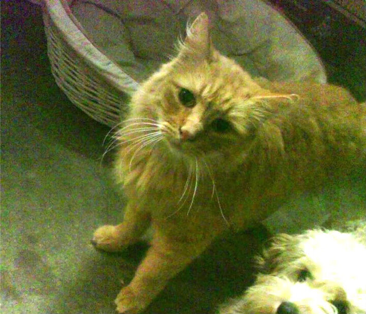 年度焦点之战,开拓者末节发力客场击败掘金