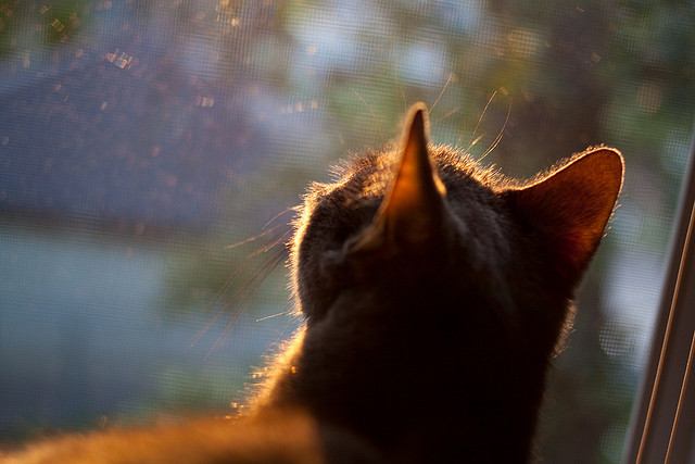 国王加冕夜,福克斯末节18分率奇才逆转爵士