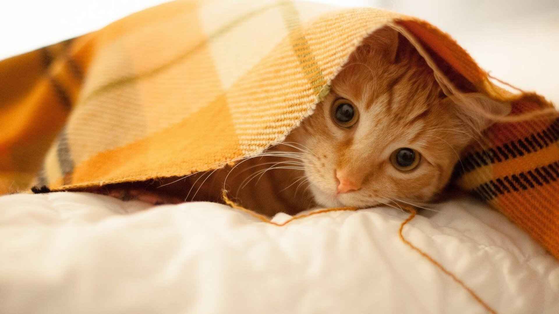 格列兹曼的指挥艺术,土耳其球队如何撕裂曼联防线