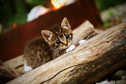 星光之下，篮网终结黄蜂，当个人传奇与团队胜利共鸣