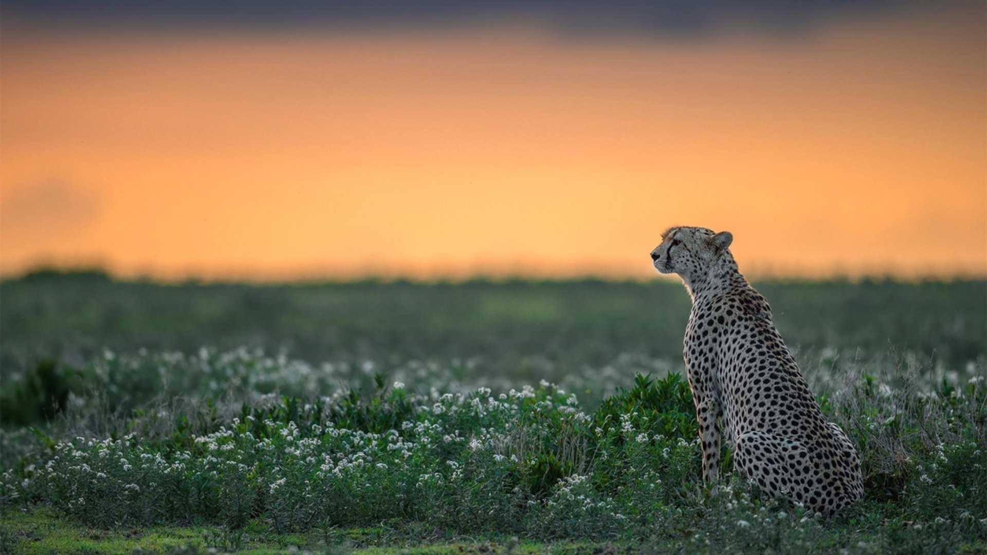 新王当立!沙特铁骑正面击溃中国,京多安在2026北美之夏完成中场统治
