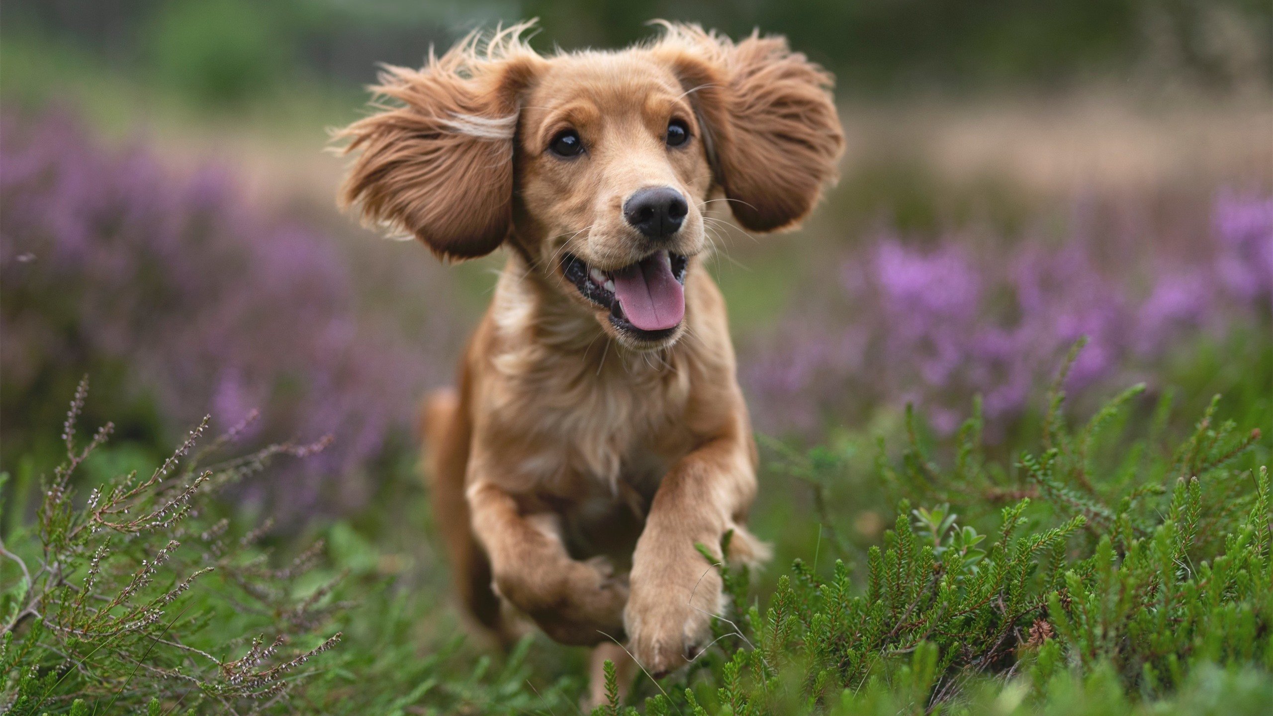 格纳布里冰火双刃,南非妖星一波流带走巴黎