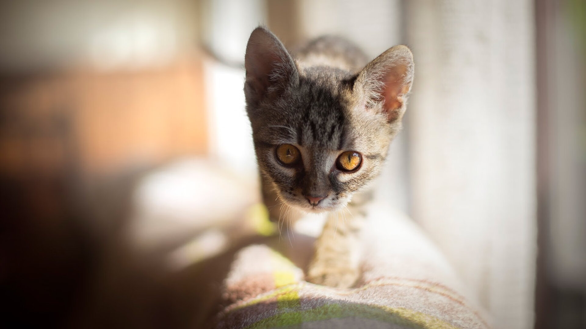 NBA季后赛悬念迭起，CBA却现下克上神迹，吉林横扫广厦的战术密码