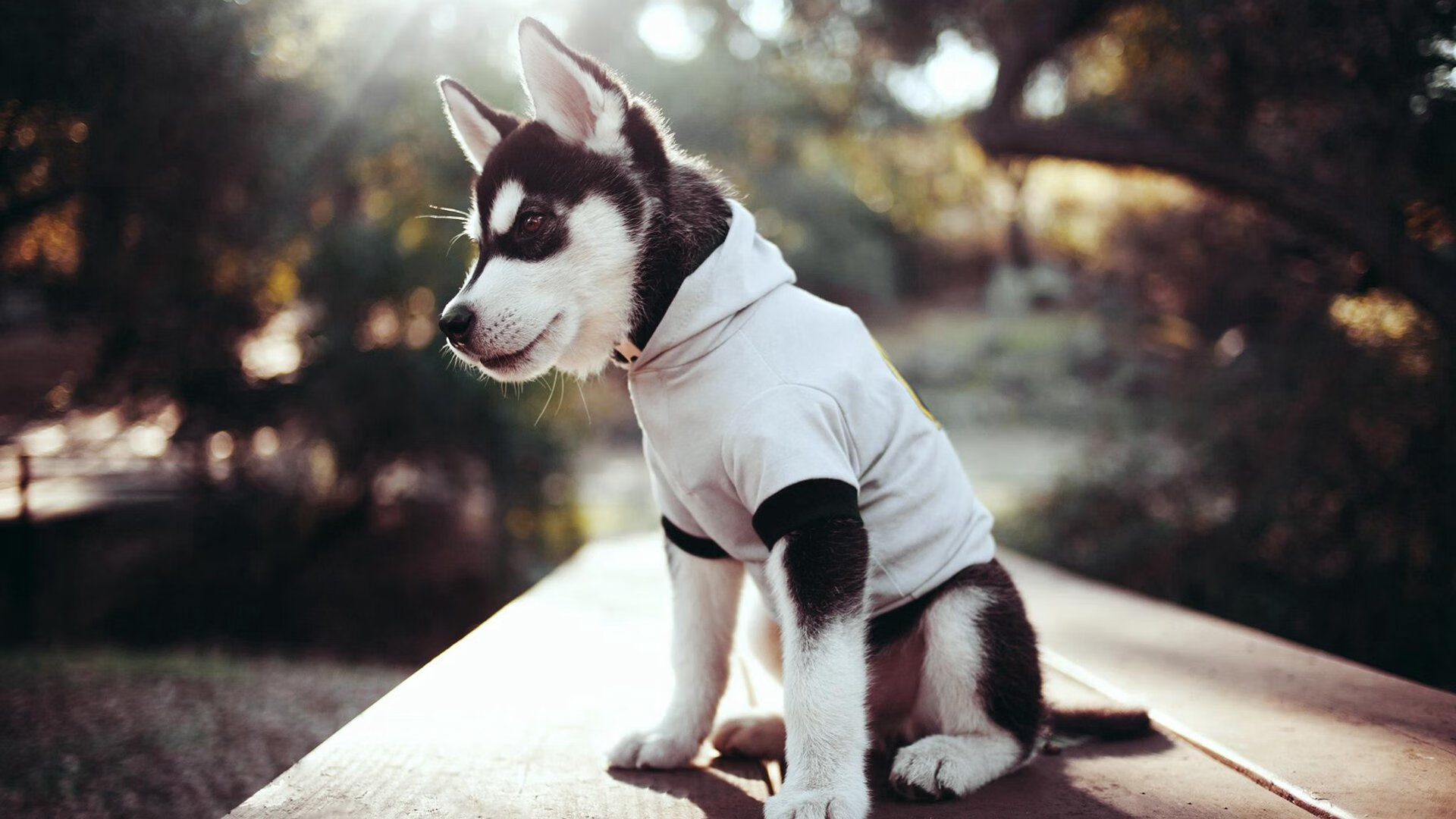 奇迹之夜！莫兰特42分绝杀凯尔特人，广东队震惊篮球世界